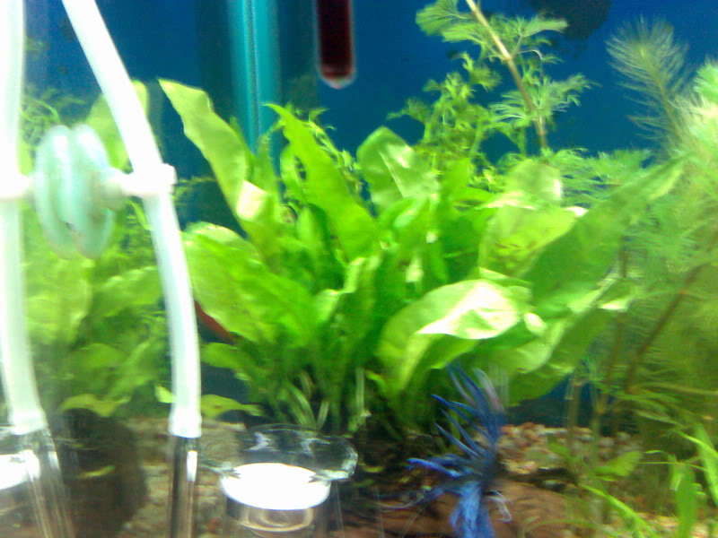 میکروسوروم پترپوس,سرخس جاوه
